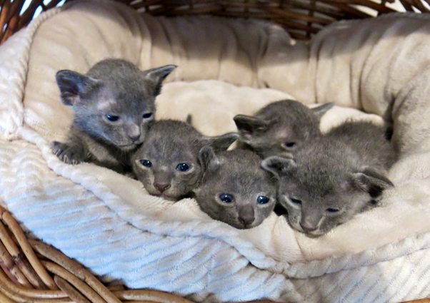 Kittens at 3 weeks